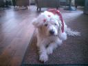 xmas-willi.JPG